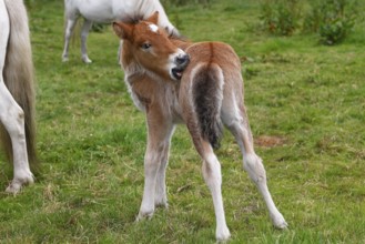 Young Icelandic stallion (Equus islandicus), foal itching its coat in a meadow, colt, male, animal