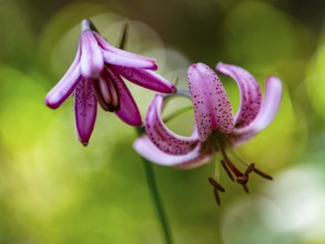 Turk's cap lily (Lilium martagon), Jenner, Berchtesgaden National Park, Schönau am Königssee,