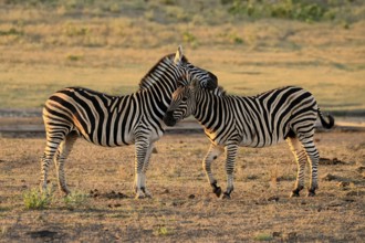 Burchell's zebra (Equus quagga burchelli), Burchell's zebra, adult, two animals, pair, social