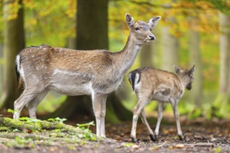 European fallow deer (dama dama) doe standing in a forest on a foggy day in autumn, Bavaria,