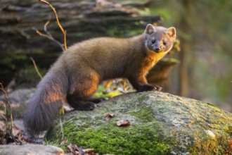 European pine marten (Martes martes) in a forest in autumn, Bavaria, Germany