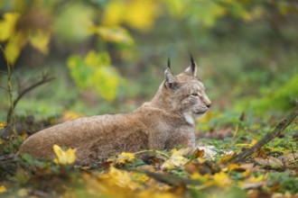 Eurasian lynx (Lynx lynx) lying in a forest in autumn, Bavaria, Germany