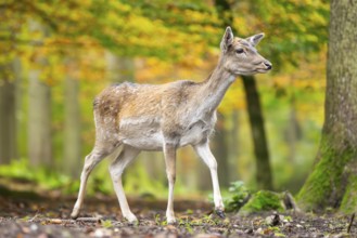 European fallow deer (dama dama) doe walking in a forest on a foggy day in autumn, Bavaria, Germany