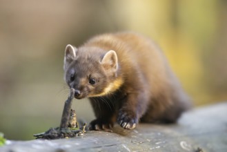 European pine marten (Martes martes) in a forest in autumn, Bavaria, Germany