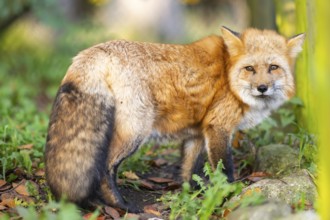 Red fox (Vulpes vulpes) standing in a forest in autumn, Bavaria, Germany