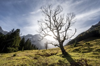 Sycamore without leaves in autumn with sun star, Großer Ahornboden in autumn, behind rocky mountain
