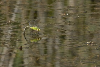 Emperor dragonfly (Anax imperator) adult female insect laying eggs in a pond in summer, England,