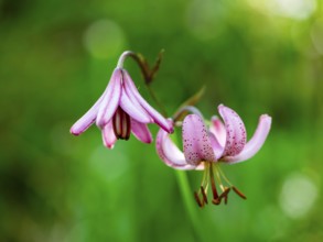 Turk's cap lily (Lilium martagon), Jenner, Berchtesgaden National Park, Schönau am Königssee,