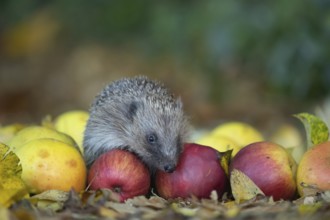 European hedgehog (Erinaceus europaeus) adult animal amongst fallen apples on a garden lawn,