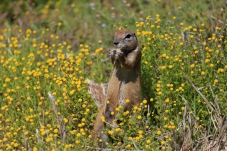 Cape bristle-thighed squirrel (Xerus inauris), adult, alert, standing upright, feeding, flower