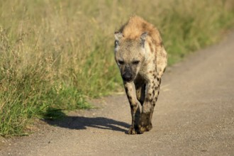 Spotted hyena (Crocuta crocuta), spotted hyena, adult, running, Kruger, Kruger National Park, South