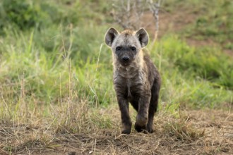 Spotted hyena (Crocuta crocuta), spotted hyena, juvenile, alert, running, Kruger, Kruger National