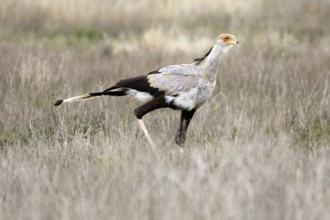 Secretary (Sagittarius serpentarius), adult, running, foraging, alert, Mountain Zebra National