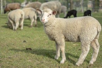 Een schattig lam staat in een groene weide tussen volwassen schapen. Het is a zonnige dag in het