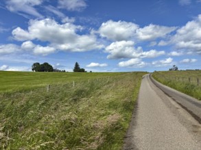 Rural road stretches through green fields flanked by tall grass under a cloudy sky, Aberdeenshire,