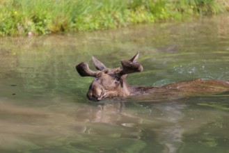 An aggressive bull moose (Alces alces) swims in a stream on a sunny day