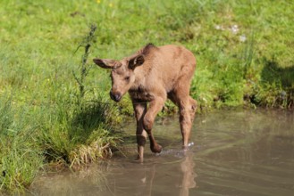 A moose calf (Alces alces) walks along the bank of a shallow stream on a sunny day in search of