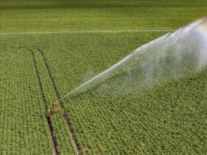 Artificial irrigation with a sprinkler system in a field where sugar beet is grown, near Rheurdt,