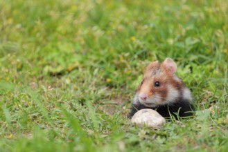 A European hamster (Cricetus cricetus) leaves his burrow