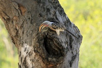 Southern Yellow-billed Hornbill (Tockus leucomelas), Red-ringed Hornbill, adult, male, at breeding