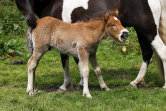 Icelandic horses (Equus islandicus), foal and mare in a meadow, colt, Tierkind, Schleswig-Holstein,