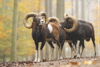 European mouflon (Ovis aries musimon) ram (male) standing in a forest in autumn, Bavaria, Germany