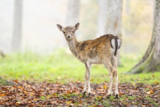 European fallow deer (dama dama) fawn standing in a forest on a foggy day in autumn, Bavaria,