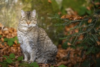 European wildcat (Felis silvestris silvestris) sitting in a forest in autumn, Bavaria, Germany