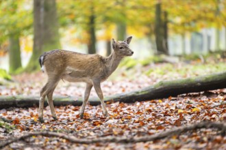 European fallow deer (dama dama) fawn standing in a forest on a foggy day in autumn, Bavaria,
