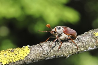 May beetle, wood cockchafer (Melolontha hippocastani), male, on a branch overgrown with lichen,