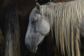 A white pair with long, golden manes are found between a large group of thick and brown pairs. Het