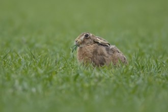 European brown hare (Lepus europaeus) adult animal feeding in a farmland cereal field in