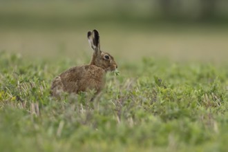 European brown hare (Lepus europaeus) adult animal feeding in a farmland field in springtime,