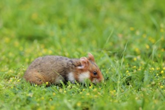 A European hamster (Cricetus cricetus) collects herbs, grass and daisies in a fresh green meadow