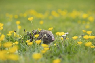 European hedgehog (Erinaceus europaeus) adult animal in a spring time meadow with flowering
