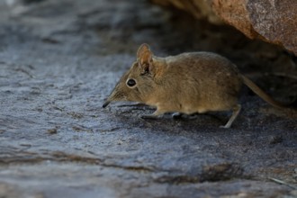 Short-eared elephant shrew (Macroscelides probosideus), adult, foraging, Mountain Zebra National