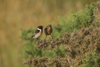 European stonechat (Saxicola rubicola) juvenile bird feeding on a moth being watched by a male