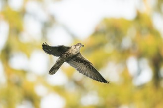 Peregrine falcon (Falco peregrinus) flying, autumn, Bavaria, Germany