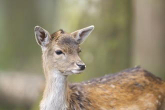 European fallow deer (dama dama) doe standing in a forest in autumn, Bavaria, Germany