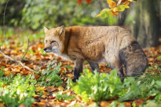Red fox (Vulpes vulpes) standing in a forest in autumn, Bavaria, Germany