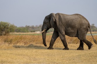 African elephant (Loxodonta africana), adult, Okavango Delta, Moremi Game Reserve, Botswana