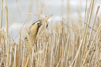 A quick look... Bittern (Botaurus stellaris) in winter, head portrait, cropped view, lives hidden