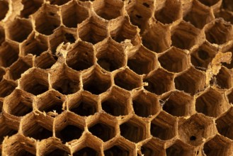 Piece of honeycomb of an abandoned hornet's nest against a black background, close-up