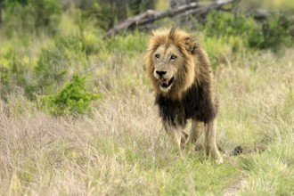 Lion (Panthera leo), male, alert, Kruger, Kruger National Park, South Africa