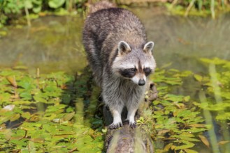 An adult raccoon (Procyon lotor) crosses the shallow water of a stream on a broken branch of a tree
