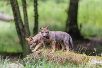 Two gray wolf pups (Canis lupus lupus) stand on, or next to a rock on a small hill at the edge of