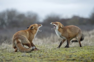 Rancid season... Fox / red fox (Vulpes vulpes), two foxes, red foxes in the rancour period, get