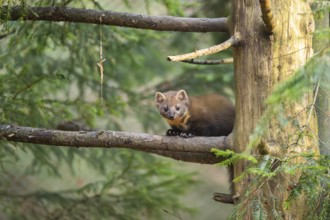European pine marten (Martes martes) in a forest in autumn, Bavaria, Germany