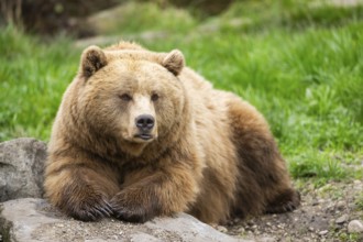 Eurasian Brown Bear (Ursus arctos arctos) lying on a rock, Bavaria, Germany