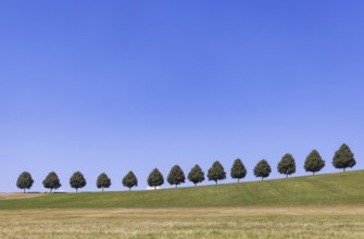 Landscape near Waldenbuch. Tree avenue with blue sky in summer. Baden-Württemberg, Germany